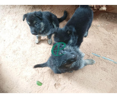 Lion shepherd puppies - Image 4