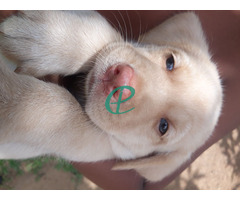 Labrador female puppy - Image 1