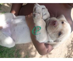 Labrador female puppy - Image 3