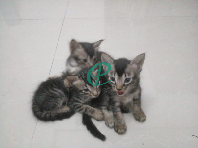 Kittens for a Kind Home - 1