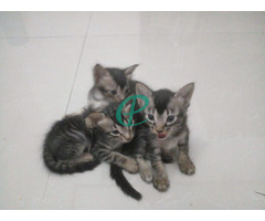 Kittens for a Kind Home - Image 1