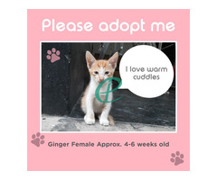 Adopt me, we both need the love! - Image 1