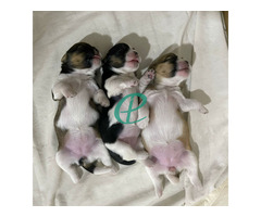 Shih Tzu Female Puppies - Image 1