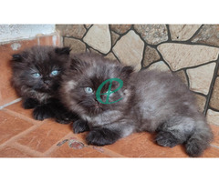 Pure Persian Kittens - Image 1