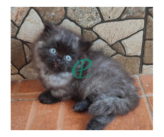 Pure Persian Kittens - Image 4