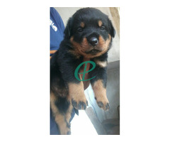 Rottweiler puppies for sale - Image 2