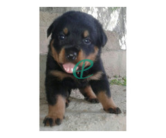 Rottweiler puppies for sale - Image 3