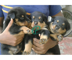 Rottweiler puppies for sale - Image 4