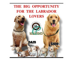 Labrador Retriever - Image 3