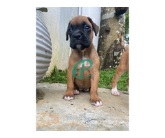 Boxer puppies - Image 3