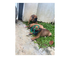 Boxer puppies - Image 8