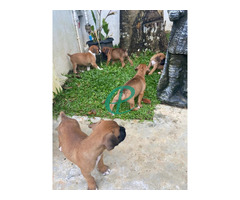 Boxer puppies - Image 9