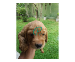 cocker spaniel  puppies (male and femal) call 0774354164 - Image 1