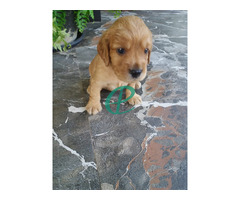 cocker spaniel  puppies (male and femal) call 0774354164 - Image 2