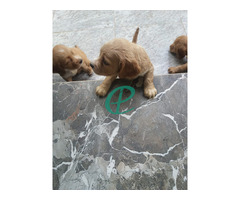 cocker spaniel  puppies (male and femal) call 0774354164 - Image 3