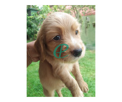 cocker spaniel  puppies (male and femal) call 0774354164 - Image 4