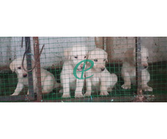 Cute labrador puppies - Image 1