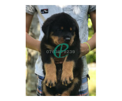 ONE SIDE IMPORTED ROTTWEILER PUPPIES - Image 1