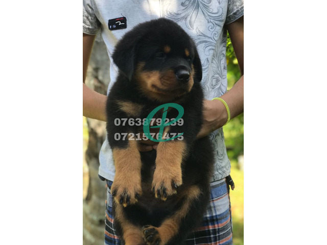 ONE SIDE IMPORTED ROTTWEILER PUPPIES - 2