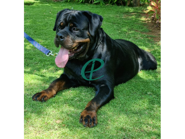 ONE SIDE IMPORTED ROTTWEILER PUPPIES - 3