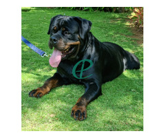 ONE SIDE IMPORTED ROTTWEILER PUPPIES - Image 3