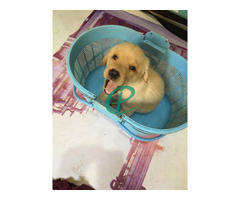 labrador retiver puppies for sale - Image 1