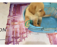 labrador retiver puppies for sale - Image 2