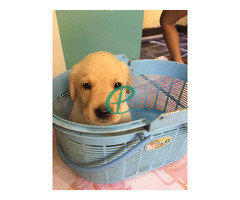 labrador retiver puppies for sale - Image 3