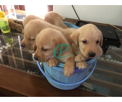 labrador retiver puppies for sale - Image 4