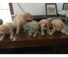 labrador retiver puppies for sale - Image 5