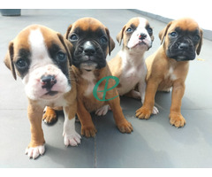 Boxer Puppies - Image 1