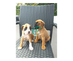 Boxer Puppies - Image 2