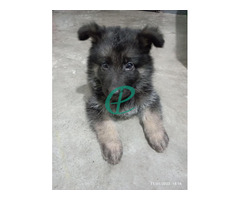 German shepherd long coat puppy - Image 1