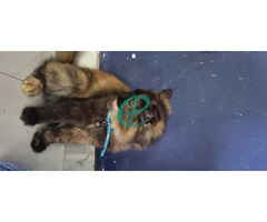 Female Persian cat for sale - Image 3