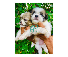 Shih Tzu Puppies - Image 3