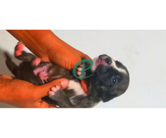 XL American bully papies - Image 4