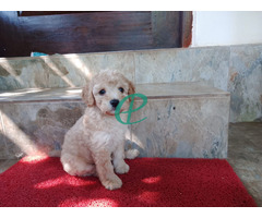 Poodle Puppies Male Female For sale - Image 2