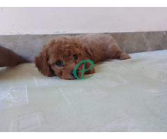 Poodle Puppies Male Female For sale - Image 3