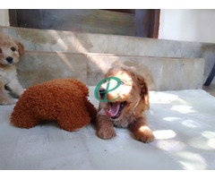 Poodle Puppies Male Female For sale - Image 5