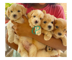 Tibetan Terrier puppies - Image 1