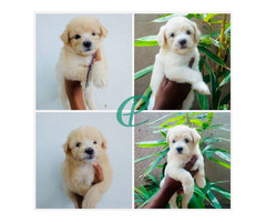Tibetan Terrier puppies - Image 2