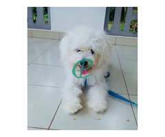 Tibetan Terrier puppies - Image 3