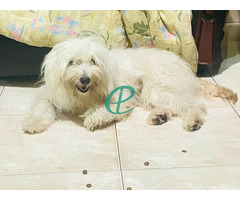 Tibetan Terrier puppies - Image 4