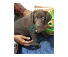 Chocolate Brown Female Labrador Puppy - Image 1