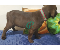 Chocolate Brown Female Labrador Puppy - Image 2