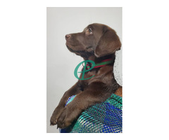 Chocolate Brown Female Labrador Puppy - Image 3