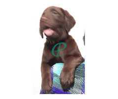 Chocolate Brown Female Labrador Puppy - Image 4