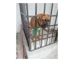 13 WEEKS OLD, PURE BREED BOXER PUPPY FOR SALE - Image 1