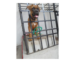 13 WEEKS OLD, PURE BREED BOXER PUPPY FOR SALE - Image 2
