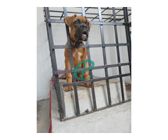 13 WEEKS OLD, PURE BREED BOXER PUPPY FOR SALE - Image 3